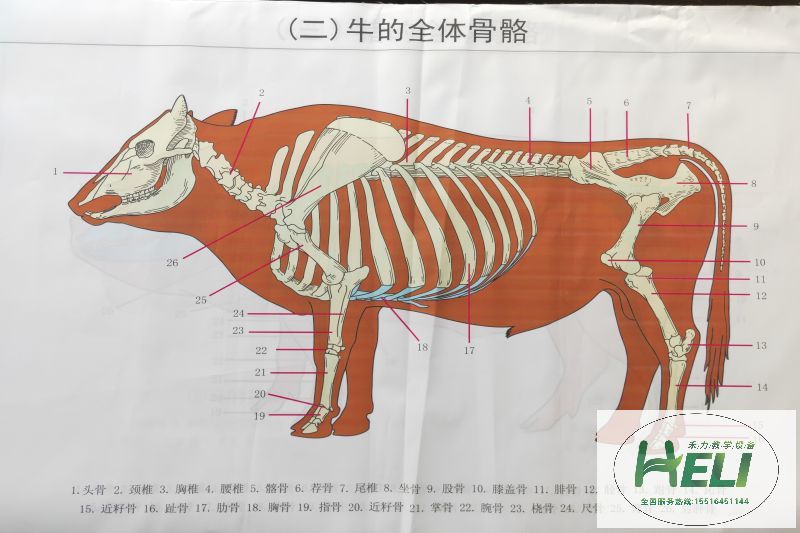 教學(xué)掛圖 牛骨骼掛圖