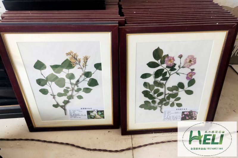 植物臘葉標(biāo)本歐丁香 薔薇